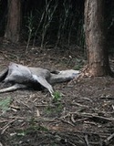 野生動物の死をめぐるドラマ