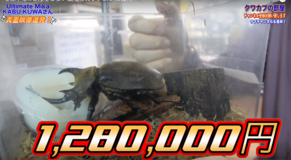 クワガタが50万円、カブトムシが120万円！――“高額昆虫”の驚愕市場と新たなブーム